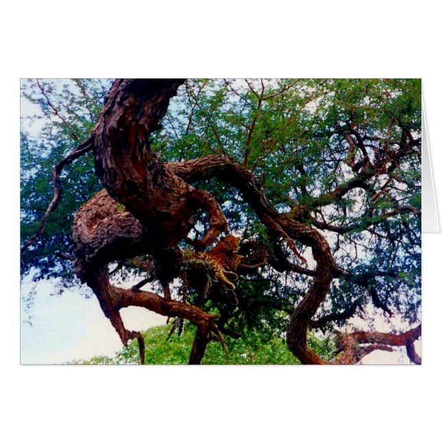 luipaard (Voorkant Horizontaal)