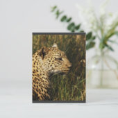 Luipaard (alert en zittend) wilde dierlijke briefk briefkaart (Staand voorkant)