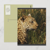 Luipaard (alert en zittend) wilde dierlijke briefk briefkaart (Voorkant / Achterkant)