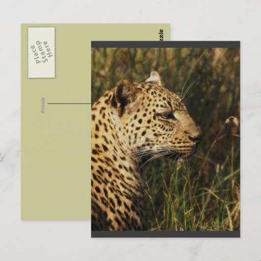 Luipaard (alert en zittend) wilde dierlijke briefk briefkaart (Voorkant / Achterkant)