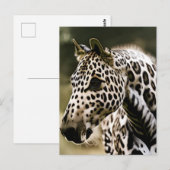 Luipaard Appaloosa Briefkaart (Voorkant / Achterkant)