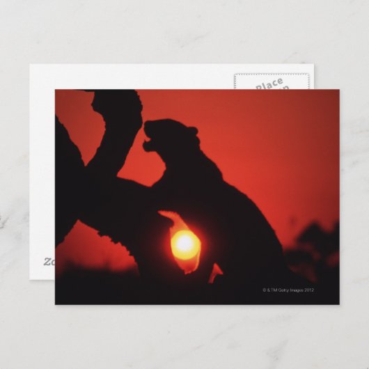 luipaard briefkaart (Voorkant / Achterkant)