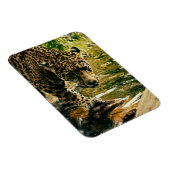 Luipaard die een stroomfoto doorkruist magneet (Rechterzijde)