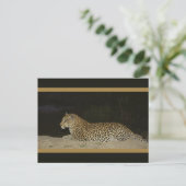 Luipaard die ligt op briefkaarten van wilde zandba (Staand voorkant)