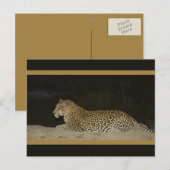 Luipaard die ligt op briefkaarten van wilde zandba (Voorkant / Achterkant)