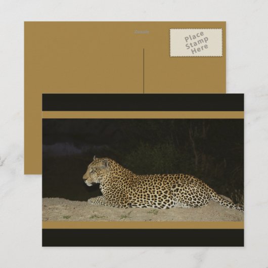 Luipaard die ligt op briefkaarten van wilde zandba (Voorkant / Achterkant)