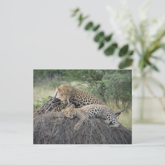 Luipaard en welp rusten op gedroogd gras briefkaart (Staand voorkant)