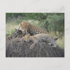 Luipaard en welp rusten op gedroogd gras briefkaart