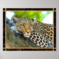 Luipaard Foto Afbeelding Print Poster