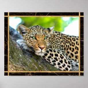 Luipaard Foto Afbeelding Print Poster