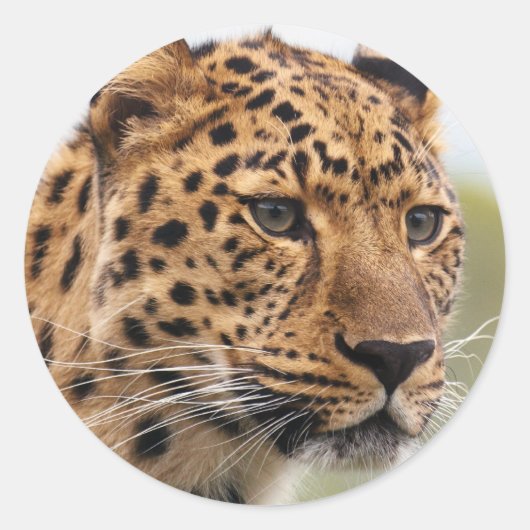 Luipaard Foto Ronde Sticker (Voorkant)
