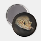 Luipaard Gecko Magneet (Voorkant / Achterkant)