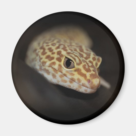 Luipaard Gecko Magneet (Voorkant)