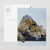 Luipaard in de boom II Briefkaart (Voorkant / Achterkant)