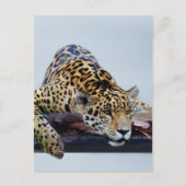 Luipaard in de boom II Briefkaart (Voorkant)