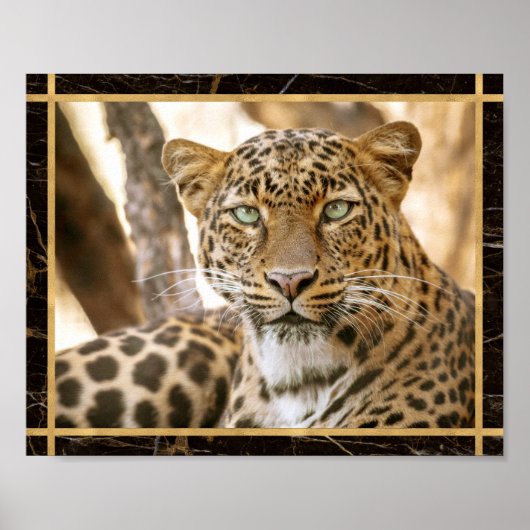 Luipaard Kat Foto Afbeelding Print Poster (Voorkant)