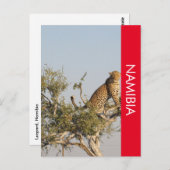 Luipaard, Namibië Briefkaart (Voorkant / Achterkant)