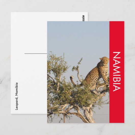 Luipaard, Namibië Briefkaart (Voorkant / Achterkant)
