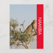 Luipaard, Namibië Briefkaart (Voorkant)