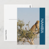 Luipaard, Namibië Briefkaart (Voorkant / Achterkant)