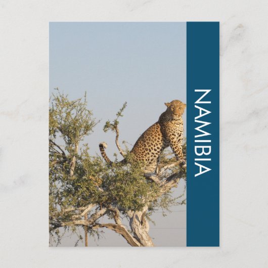 Luipaard, Namibië Briefkaart (Voorkant)