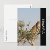 Luipaard, Namibië Briefkaart (Voorkant / Achterkant)