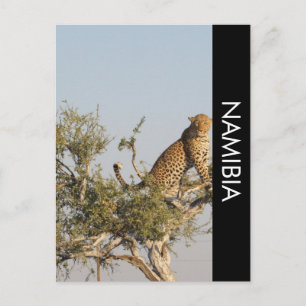 Luipaard, Namibië Briefkaart