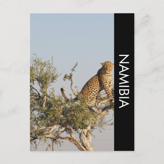 Luipaard, Namibië Briefkaart (Voorkant)