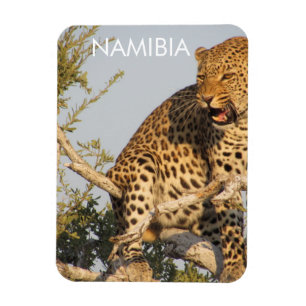Luipaard, Namibië magneet