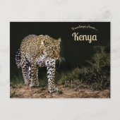 Luipaard op de Masai Mara National Reserve Kenia Briefkaart (Voorkant)
