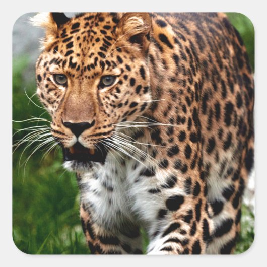 Luipaard op de Prowl Cool Animal Design Vierkante Sticker (Voorkant)