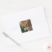 Luipaard op de Prowl Cool Animal Design Vierkante Sticker (Envelop)