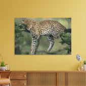 Luipaard, (Panthera pardus), Kenia, Masai Mara Canvas Afdruk (Insitu (Woonkamer))