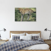 Luipaard, (Panthera pardus), Kenia, Masai Mara Canvas Afdruk (Insitu (Slaapkamer))