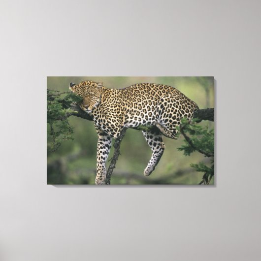 Luipaard, (Panthera pardus), Kenia, Masai Mara Canvas Afdruk (Voorkant)