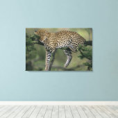 Luipaard, (Panthera pardus), Kenia, Masai Mara Canvas Afdruk (Insitu (Houten vloer))