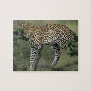 Luipaard, (Panthera pardus), Kenia, Masai Mara Legpuzzel