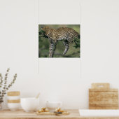 Luipaard, (Panthera pardus), Kenia, Masai Mara Poster (Keuken)