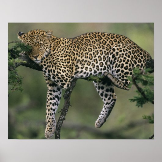 Luipaard, (Panthera pardus), Kenia, Masai Mara Poster (Voorkant)