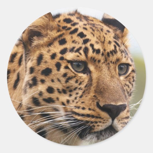 Luipaard Portret Ronde Sticker (Voorkant)