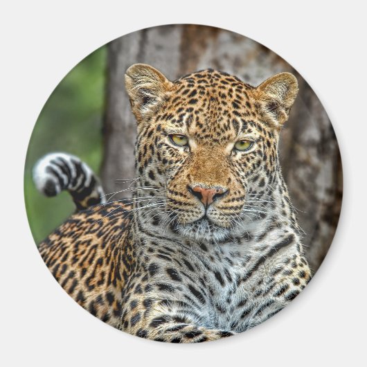 Luipaard Portretmagneet Magneet (Voorkant)