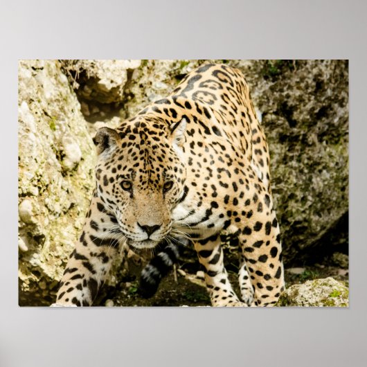 Luipaard Poster (Voorkant)