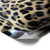 Luipaard Poster 36x12 of Kleiner formaat Only (Hoek)