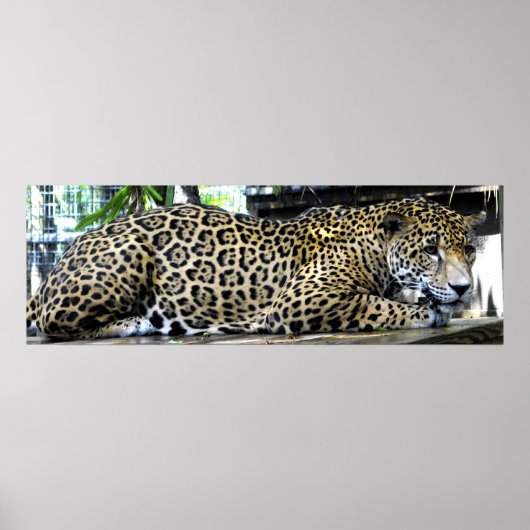 Luipaard Poster 36x12 of Kleiner formaat Only (Voorkant)