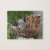 Luipaard Puzzel (Horizontaal)