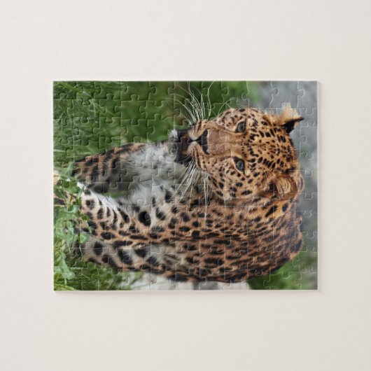 Luipaard Puzzel (Horizontaal)