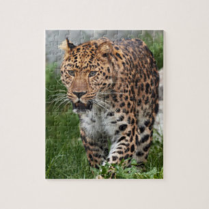 Luipaard Puzzel
