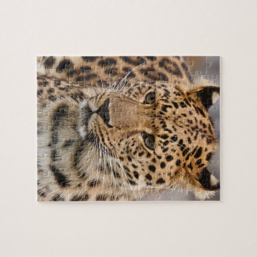 Luipaard Puzzel (Horizontaal)