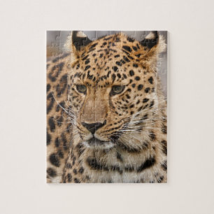 Luipaard Puzzel