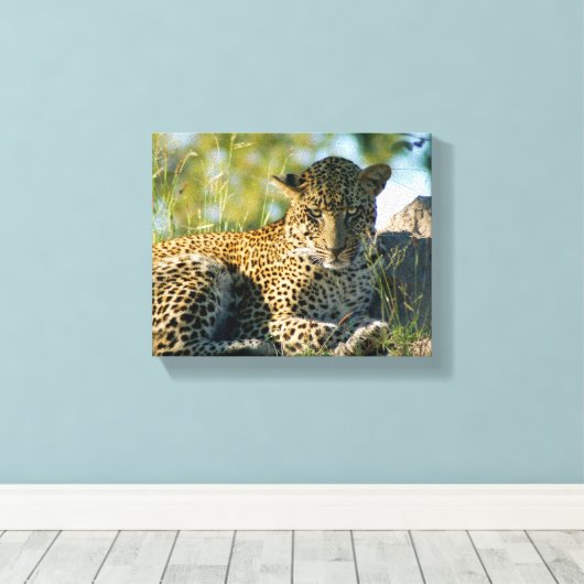 Luipaard rustende panthera pardus Kruger Canvas Afdruk (Insitu (Houten vloer))